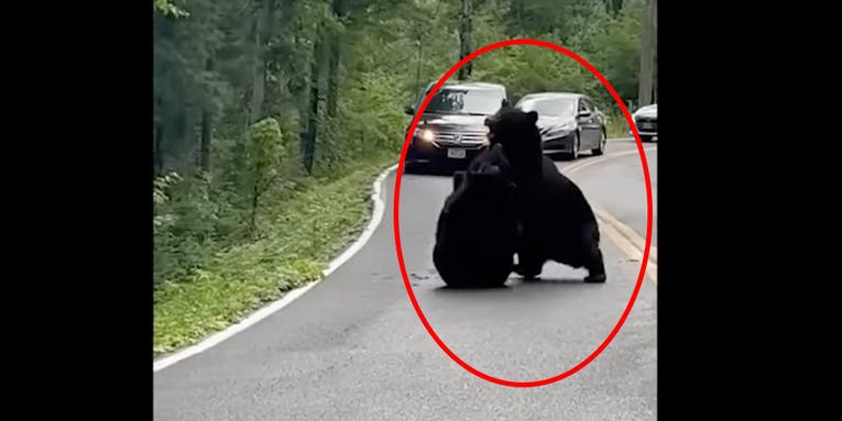 Watch Two Big Black Bears Throw Down in the Middle of a Road