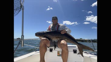 Rare Cobia Catch in Connecticut Could Be New State Record