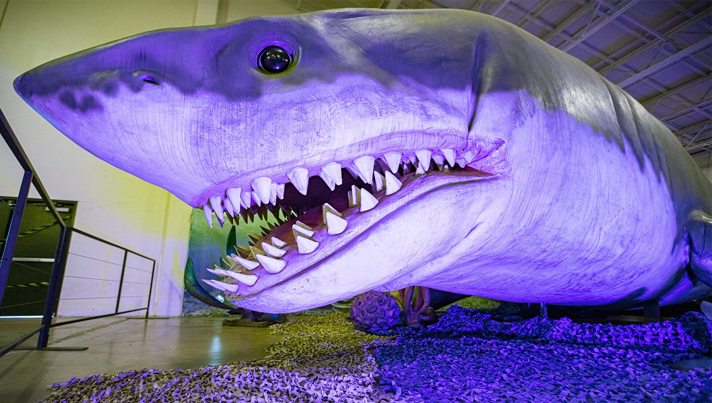 photo of megalodon display