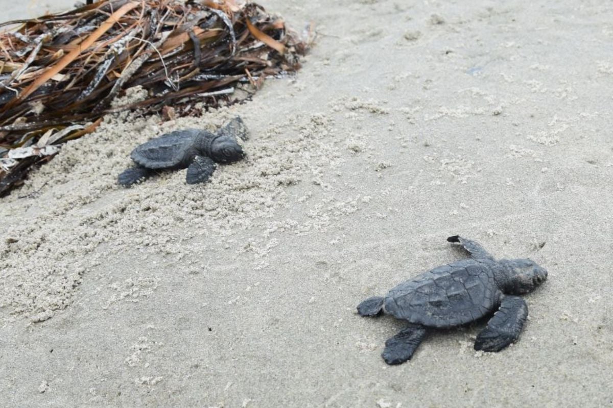 Kemp's ridley sea turtle hatchlings on beach