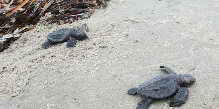 “World’s Most Endangered” Sea Turtle Nests in Louisiana for First Time in 75 Years