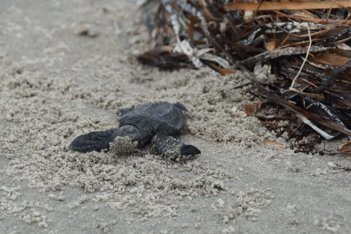 little Kemp's ridley sea turtle on the beach
