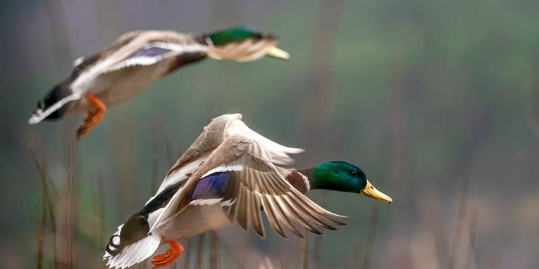 Here’s What the 2022 USFWS Waterfowl Count Means for Your Duck Hunting Season