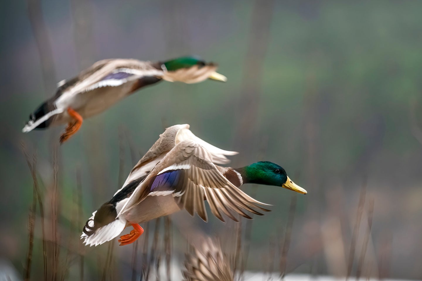 two mallard ducks fly