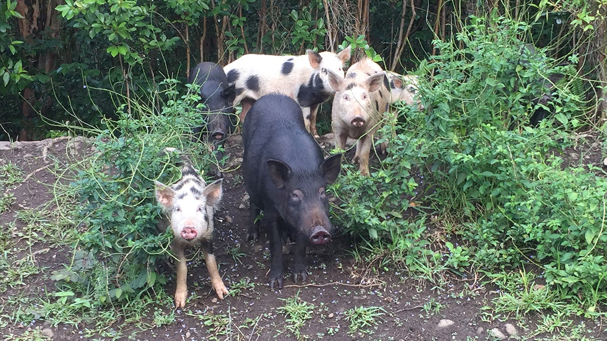 feral pigs in Hilo, Hawaii