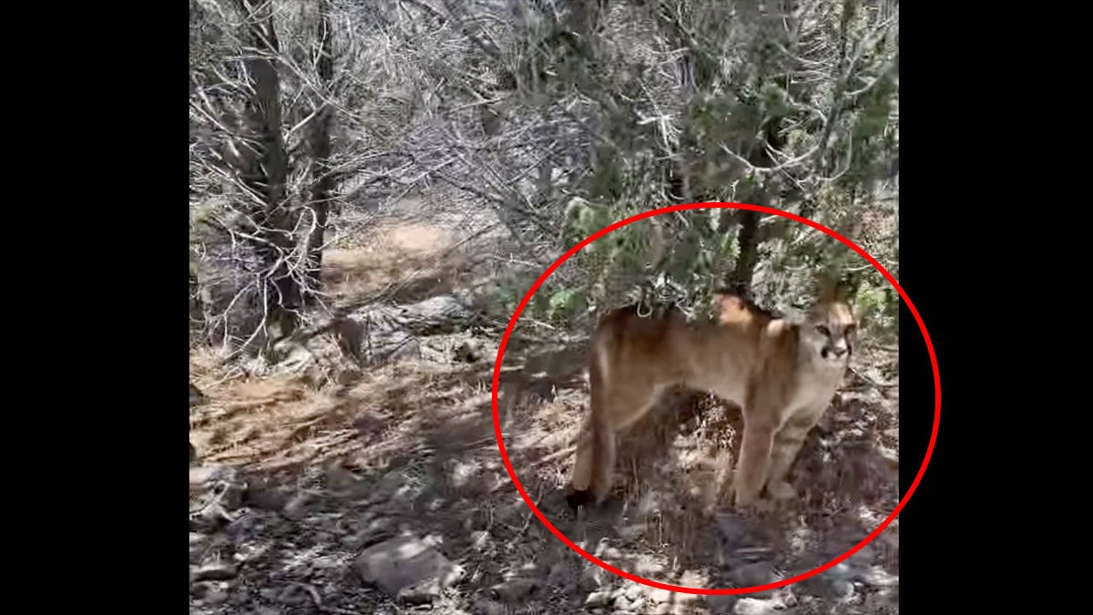 mountain lion looks at camera