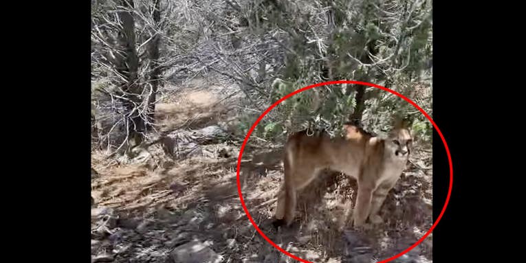 Utah Bowhunter Survives Mountain Lion Attack—and Captures the Ensuing Stand-Off in a Video