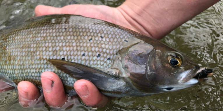 The Good, Bad, and Ugly Side of Michigan Grayling