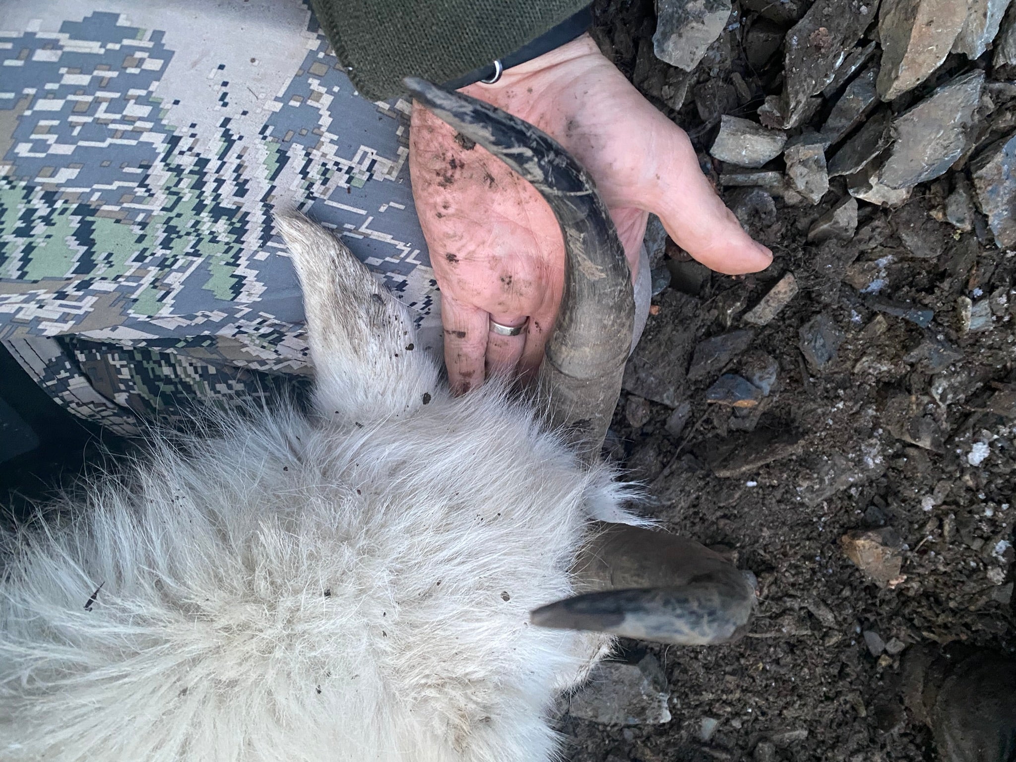 hunter recovers a dead mountain goat