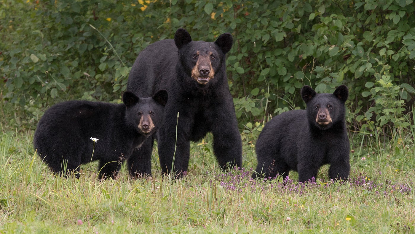 a sow black bear with cubs