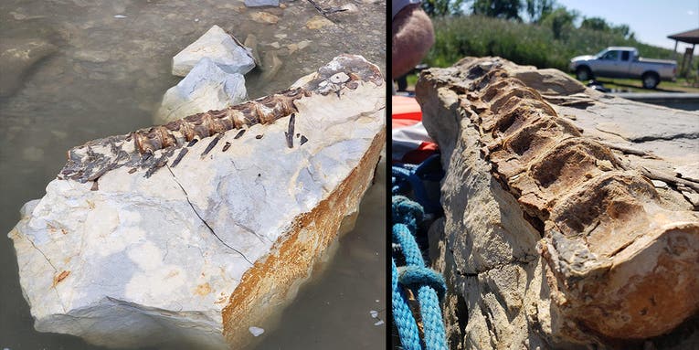 Fisherman Snags 90-Million-Year-Old Fossil in the Missouri River