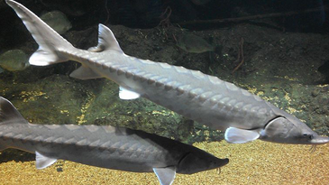 Proposed Salmon Farm May Threaten Maryland’s Only Sturgeon Spawning Ground