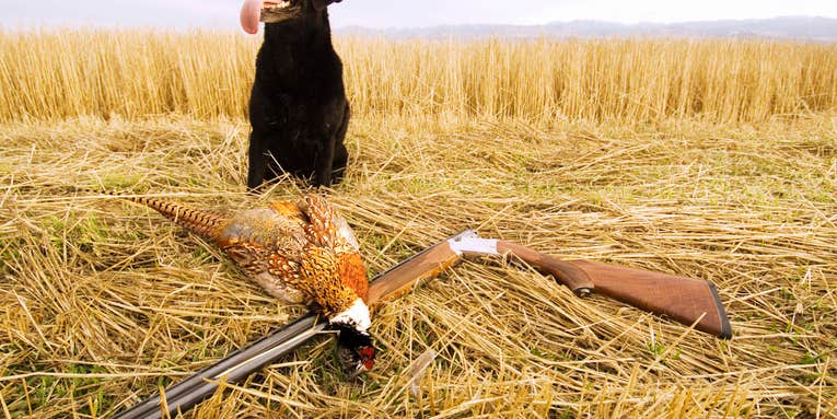 Montana Fish, Wildlife & Parks Votes to Approve Controversial Pheasant Stocking Program