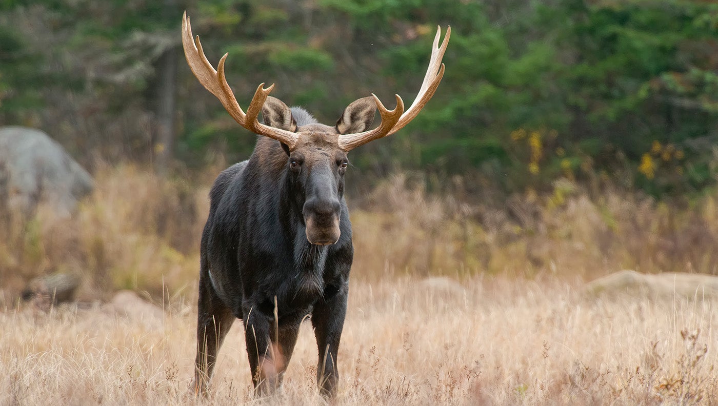 a bull moose in Canada