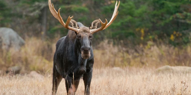 Canadians Study Brain Worms in Deer in Bid to Save Moose Populations