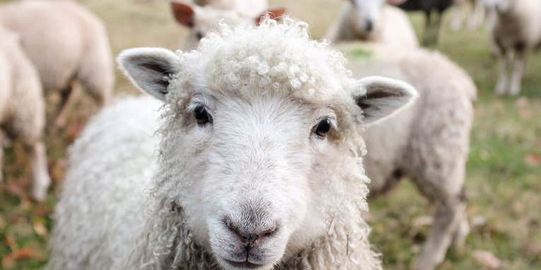 How to Care for Merino Wool
