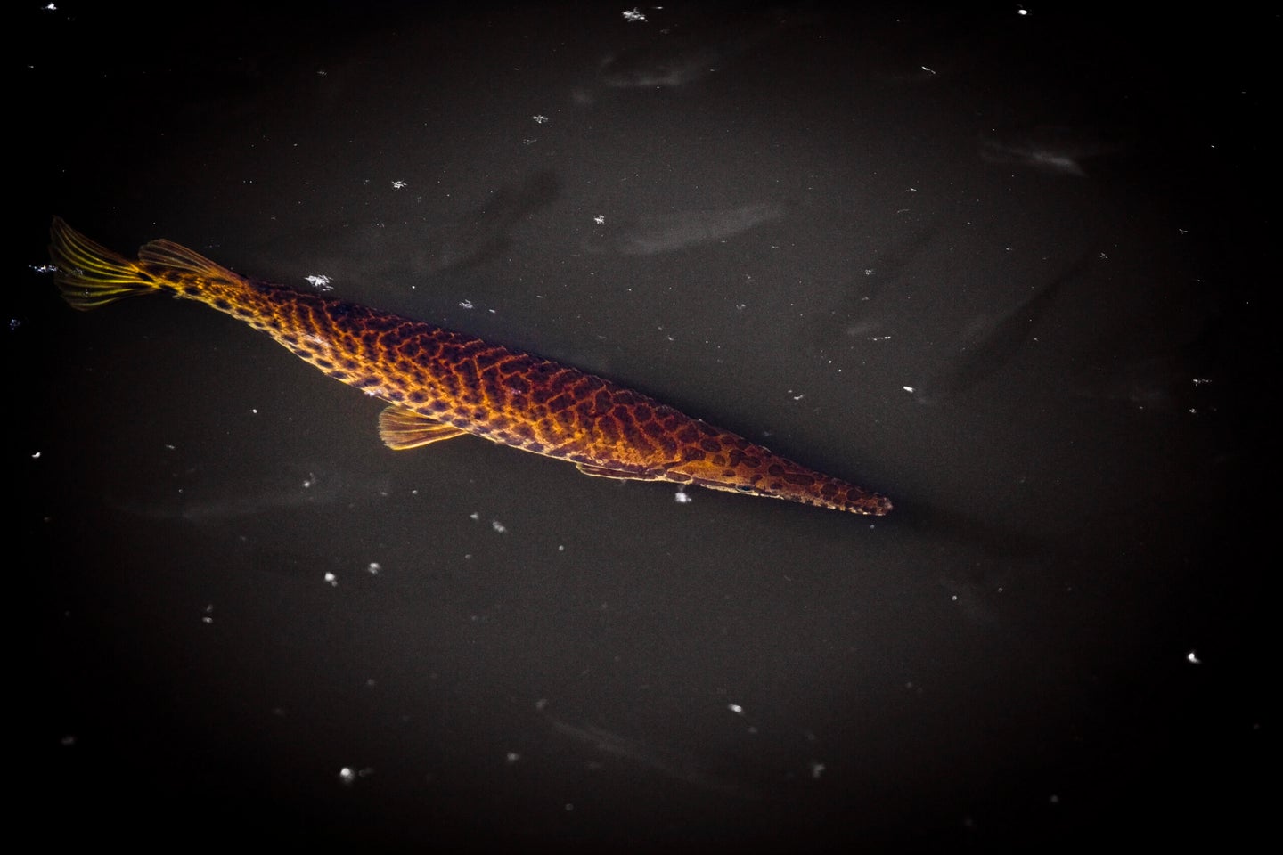 Alligator Gar swimming in water at night