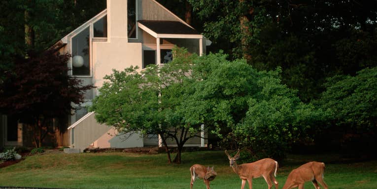 Ohio Town Proposes Urban Hunt to Reduce Surging Whitetail Deer Population