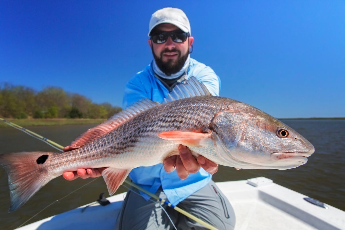Fly fisherman holding a redfish in Charleston