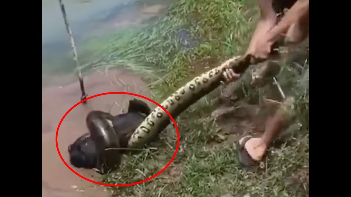 men pull on anaconda wrapped around dog