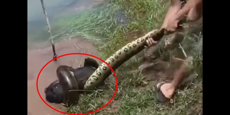 Watch Three Men Save a Pet Dog from 12-Foot Anaconda