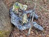 Female turkey hunter sitting against tree with shotgun and Sitka tool belt