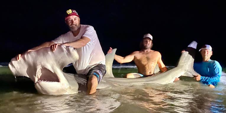 Land-Based Shark Angler Catches Giant 13-Foot Hammerhead off the Coast of Texas