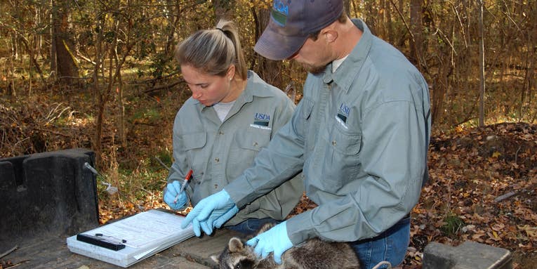 Feds to Distribute 3.75 Million Vaccine Baits to Prevent Spread of Rabies in Wild Animals