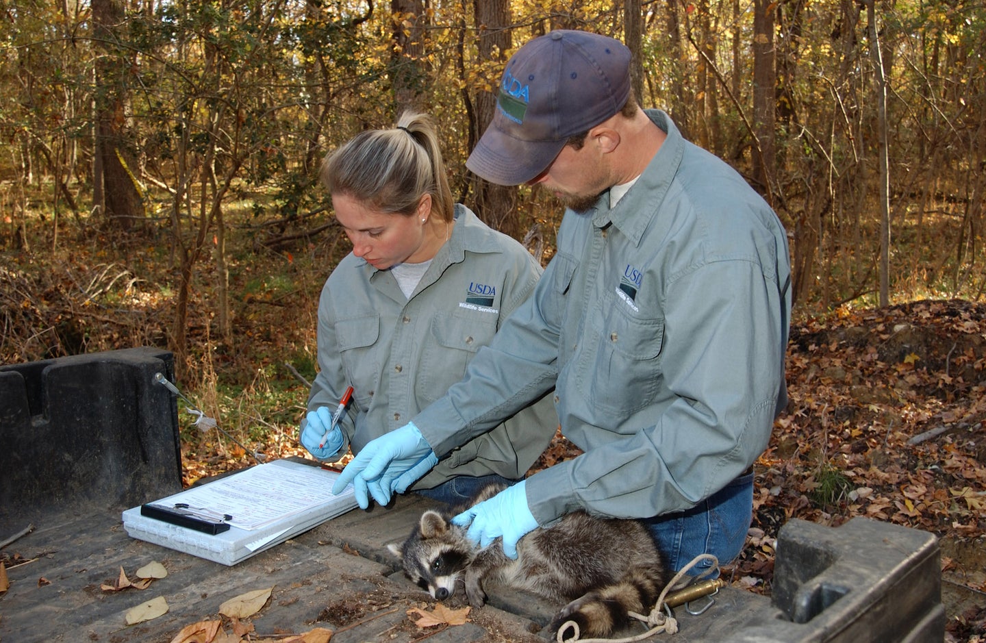 two biologists examine raccoon