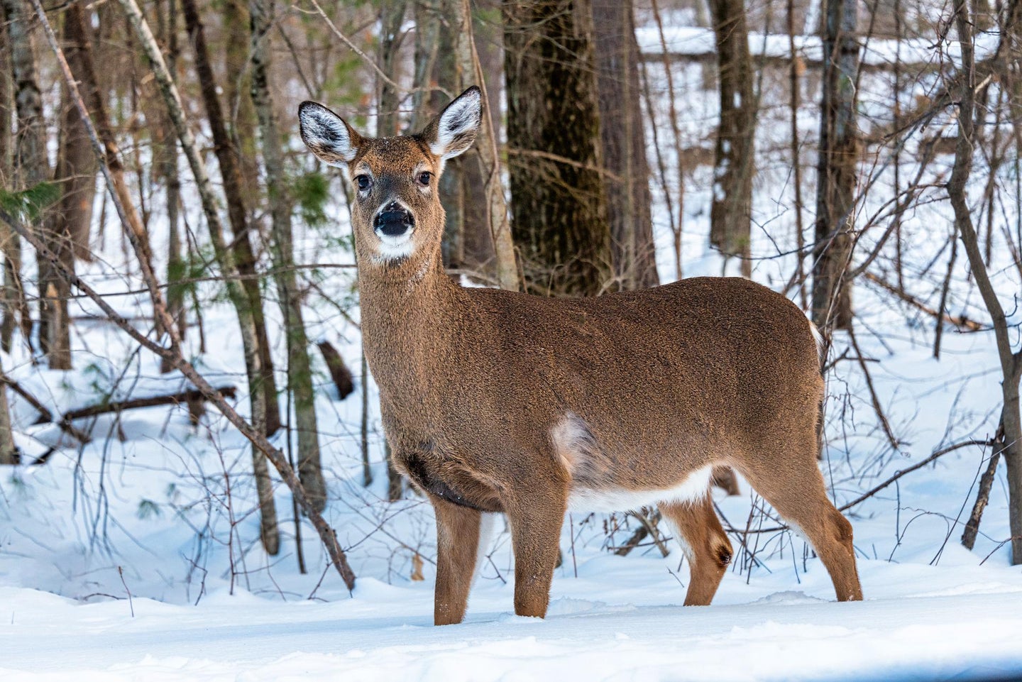 whitetail deer in the snow