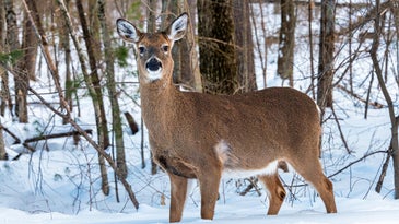 Biologists in Minnesota are Finding More Insecticides in Whitetail Deer Than Ever Before