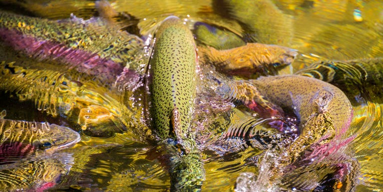 Officials Investigate Fish Kill of Over 600 Trout in Wisconsin Stream