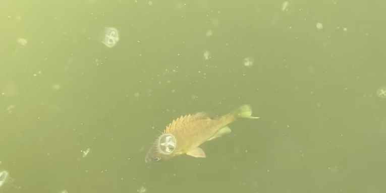 Fisherman Encounters Hundreds of Chinese Jellyfish in Minnesota Lake