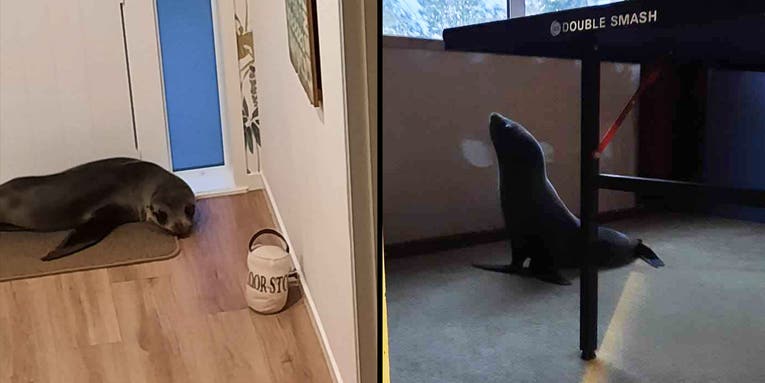 Fur Seal Breaks Into New Zealand Home