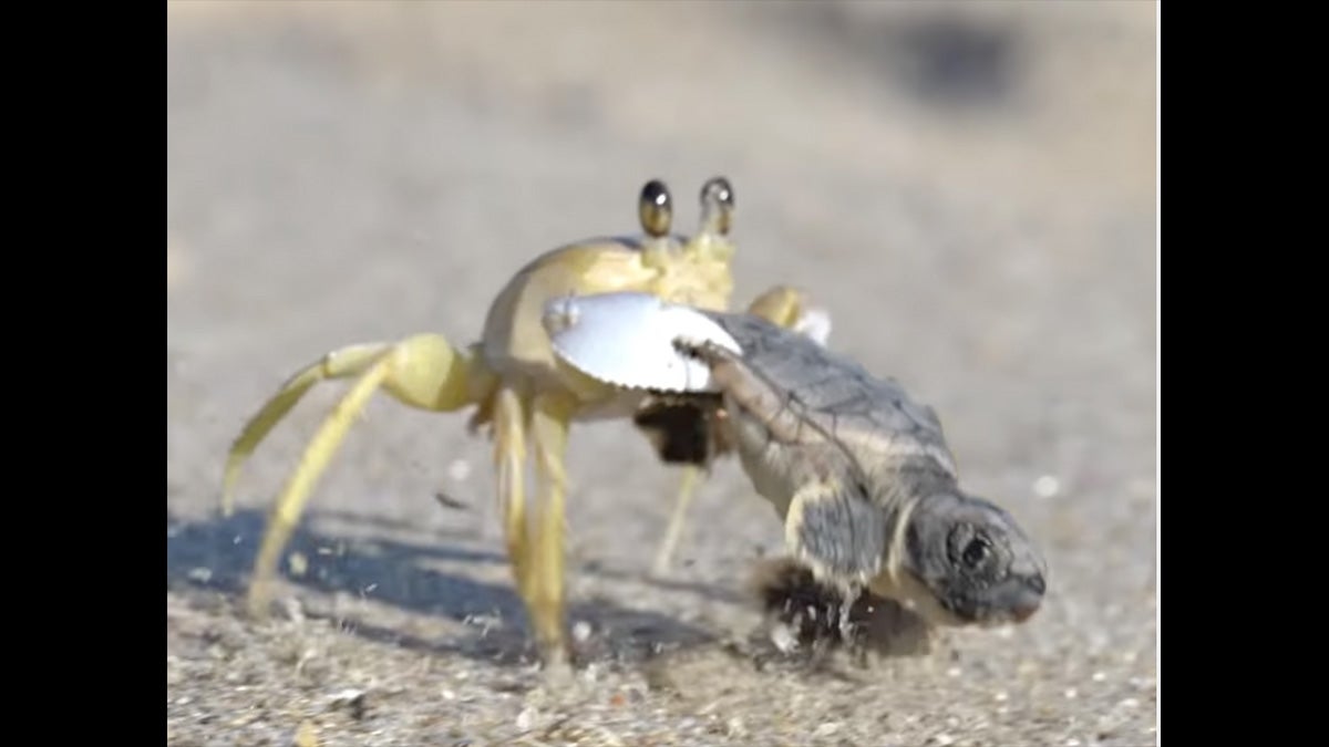 crab carries baby loggerhead sea turtle