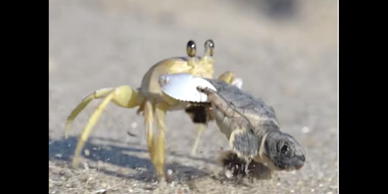 Watch a Small Crab Try to Eat a Loggerhead Sea Turtle Hatchling