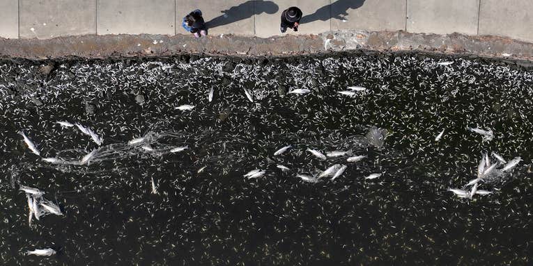 Unprecedented Red Tide Hammers San Fransisco Bay, Killing “Uncountable” Number of Fish