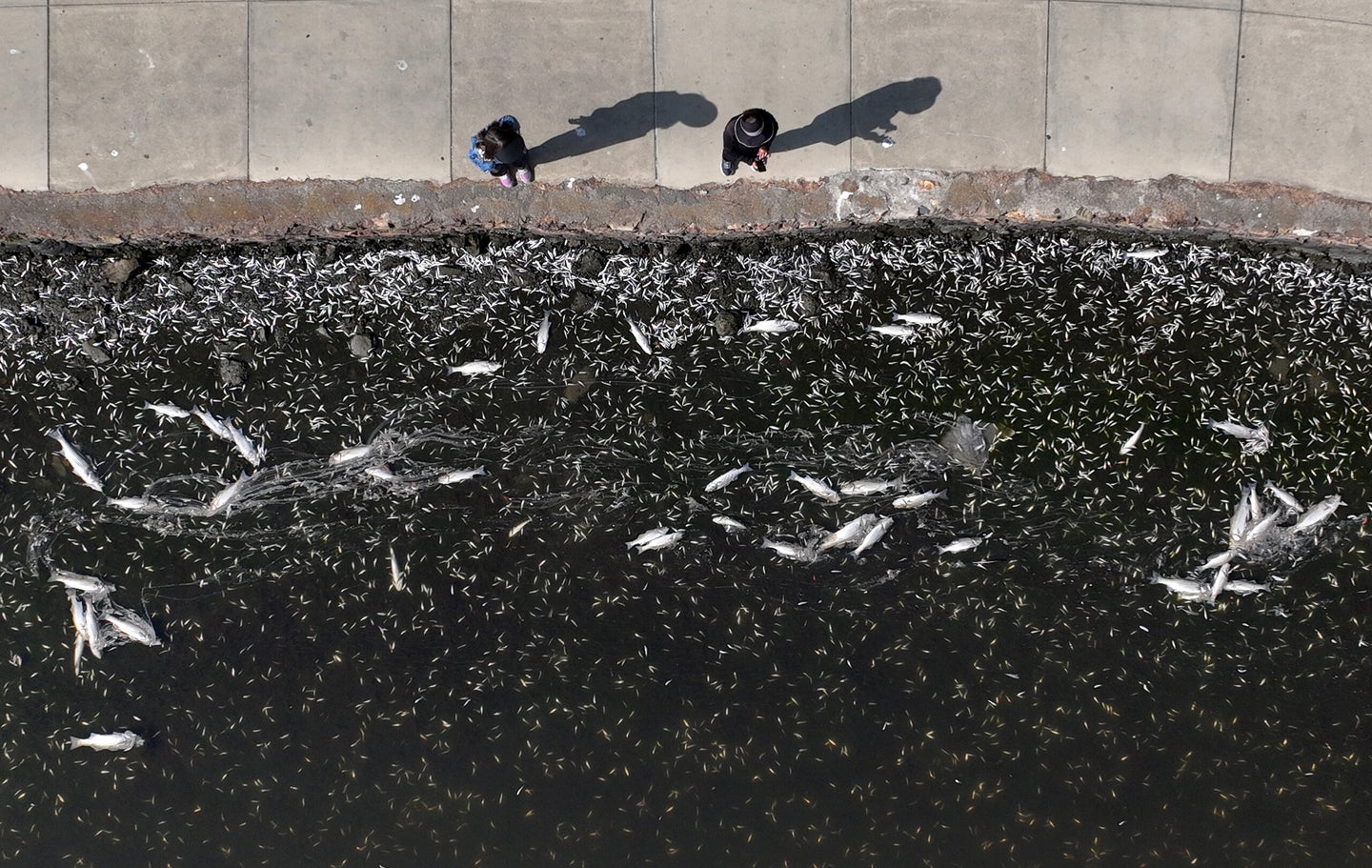 In an aerial view, hundreds of dead fish are seen floating in the waters