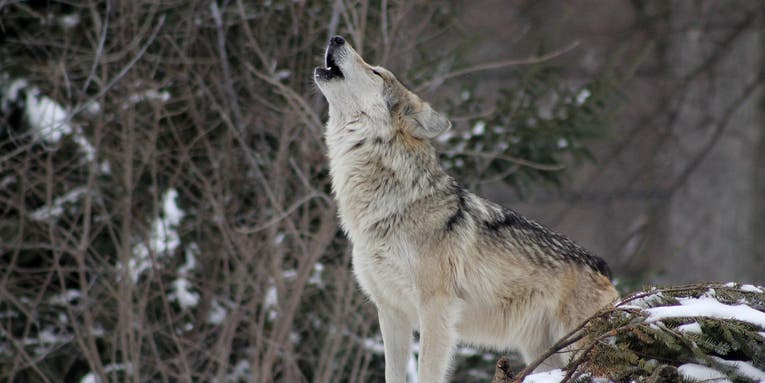 Are Wolves Returning to the Northeastern U.S.?