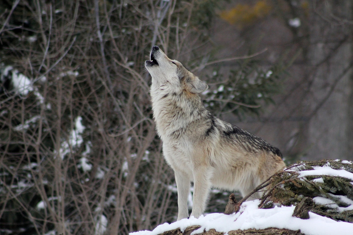 Lone dispersing wolves can travel up to 500 miles in search of a new home.