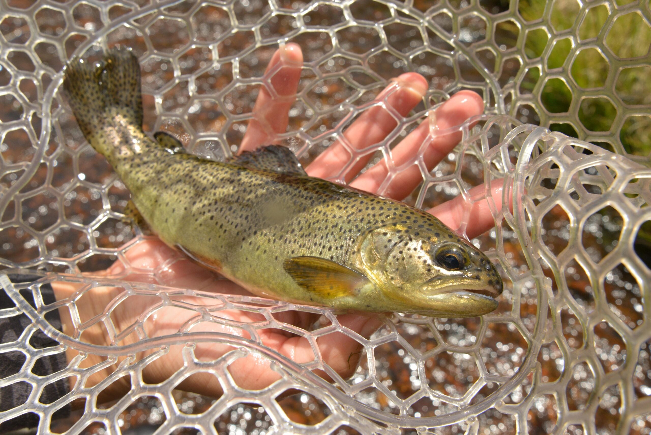 The USFWS recommends removing the Arizona Apache Trout from the endangered species list