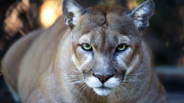 California Zoo Criticizes Police for Shooting Mountain Lion That Lunged at Them
