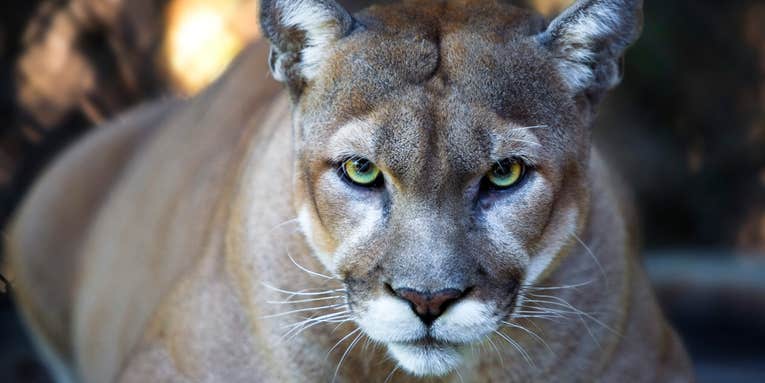 California Zoo Criticizes Police for Shooting Mountain Lion That Lunged at Them