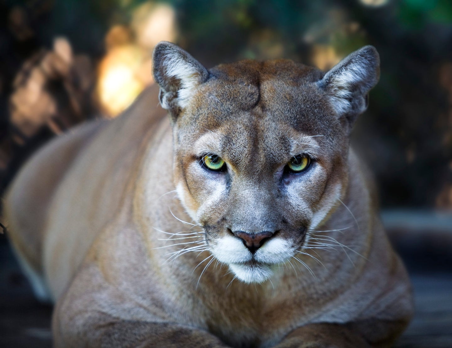 Mountain Lion Stares Intensely at Camera Close Up