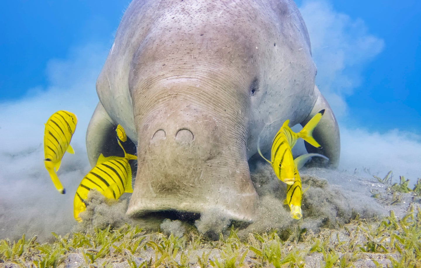Male Dugong and Golden trevally