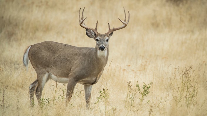 How to Age a Deer on the Hoof—and After the Shot