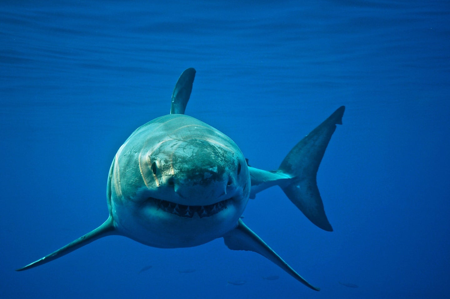 Great white shark swims toward camera
