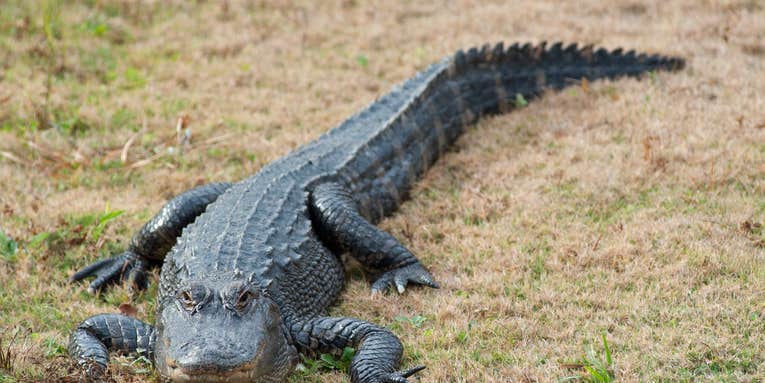 Alligator Attacks 77-Year-Old Woman at Florida Retirement Community