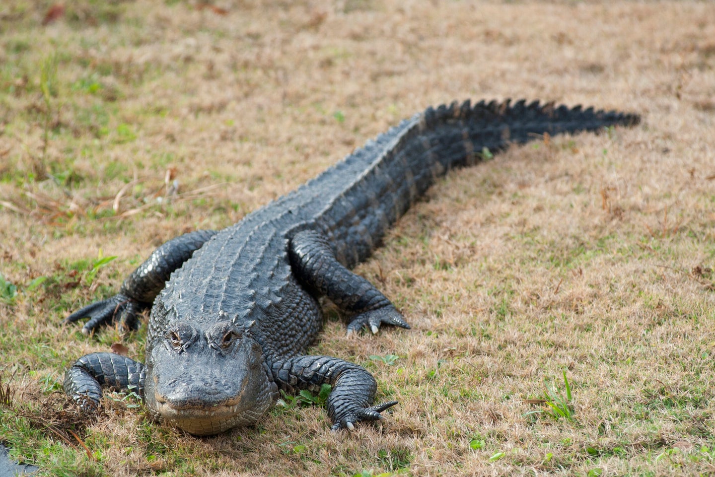 a large alligator