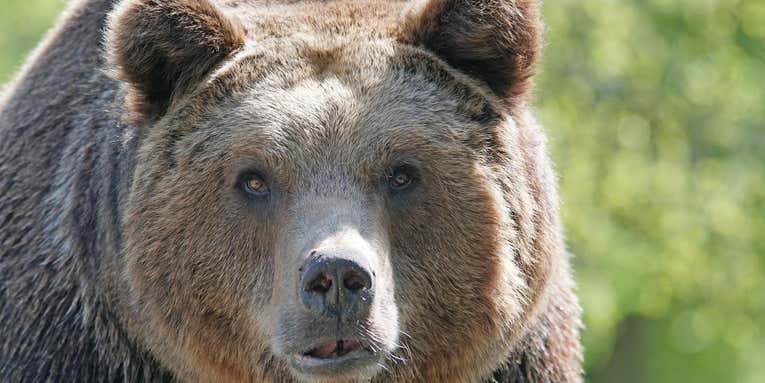 Alaska Hunter Attacked by Brown Bear He Shot